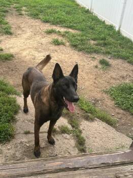 Xander located in New Jersey -  Belgian Shepherd Malinois Dog for Adoption in Imlay City, Michigan - Xander Located In New Jersey | PetCurious