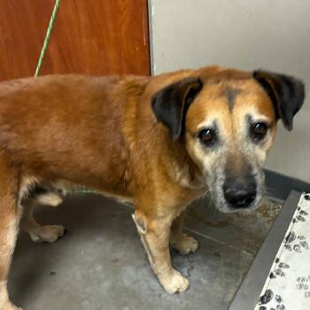 Shepherd Dogs Available for Adoption in Yuma, Arizona - Wolffe | PetCurious