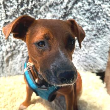 Rescue Labrador Retriever Dogs for Adoption in San Diego, California - Callie | PetCurious