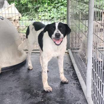 Rowdy -  Collie and Mixed Breed Dog for Adoption in Evensville, Tennessee - Rowdy | PetCurious