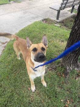 ROMEO -  German Shepherd Dog Dog for Adoption in Houston, Texas - ROMEO | PetCurious