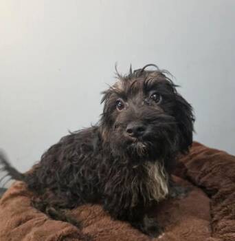 Coal -  Poodle and Dachshund Dog for Adoption in Manvel, Texas - Coal | PetCurious