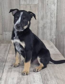 Jazzy -  Australian Cattle Dog Blue Heeler and Mixed Breed Dog for Adoption in Shreveport, Louisiana - Jazzy | PetCurious