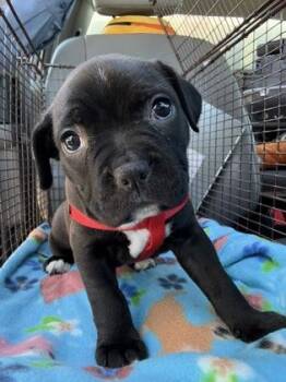 Fox Terrier and Pit Bull Terrier Dogs Available for Adoption - Darla Grace | PetCurious