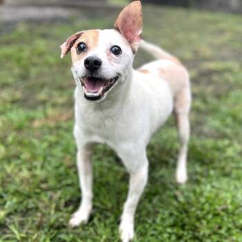 Jack Russell Terrier and Mixed Breed Dogs Available for Adoption - Maka | PetCurious