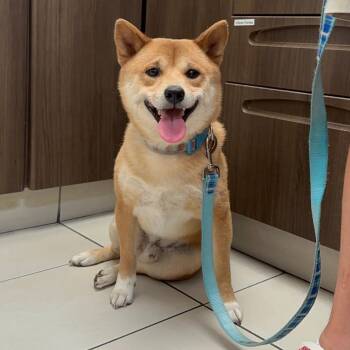Kumo -  Shiba Inu Dog for Adoption in Las Vegas, Nevada - Kumo | PetCurious