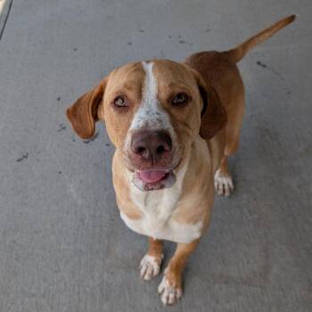 Dipsy -  Mixed Breed Dog for Adoption in Emporia, Kansas - Dipsy | PetCurious