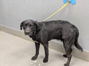 MOUNTAIN DEW -  Labrador Retriever Dog for Adoption in Las Vegas, Nevada - MOUNTAIN DEW | PetCurious