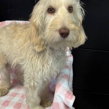 Bronco -  Mixed Breed Dog for Adoption in Kittanning, Pennsylvania - Bronco | PetCurious