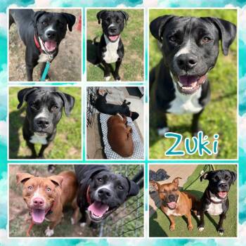 Rescue Pit Bull Terrier Dogs for Adoption in Fort Smith, Arkansas - Zuki | PetCurious