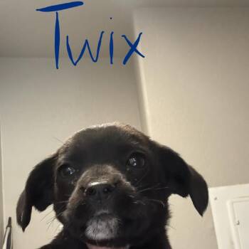 Mixed Breed Dogs Available for Adoption in Tonopah, Arizona - Twix | PetCurious