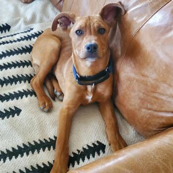 Shepherd Dogs Available for Adoption in Marfa, Texas - Charlie | PetCurious