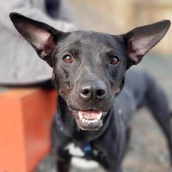 Rescue Mixed Breed Dogs for Adoption in Decatur, Georgia - Corkscrew (I Have A Secret Crush!) | PetCurious