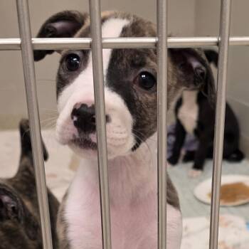 Mixed Breed Dogs Available for Adoption - Sage | PetCurious