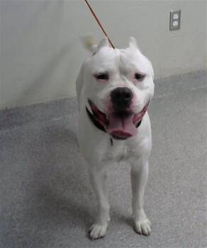 Rescue American Staffordshire Terrier and Mixed Breed Dogs for Adoption in Pasadena, Texas - ROMEO | PetCurious