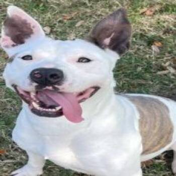 Odessa -  Mixed Breed Dog for Adoption in Webster, Texas - Odessa | PetCurious