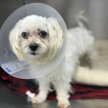 Pulgas -  Maltese Dog for Adoption in Ridgely, Maryland - Pulgas | PetCurious