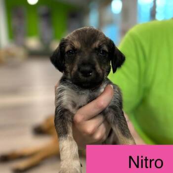 Nitro -  Cattle Dog and Terrier Dog for Adoption in Tampa, Florida - Nitro | PetCurious