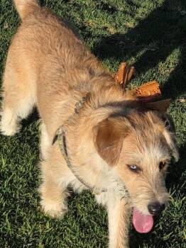 Caramel -  Terrier and Siberian Husky Dog for Adoption in San Diego, California - Caramel | PetCurious
