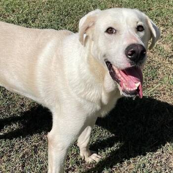 Sadie -  Labrador Retriever Dog for Adoption in Fort Payne, Alabama - Sadie | PetCurious