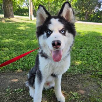 Husky Dogs Available for Adoption in Tulsa, Oklahoma - Ollie | PetCurious