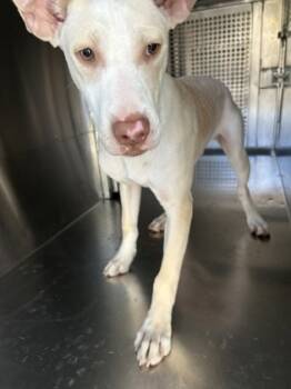 Rescue Terrier and Mixed Breed Dogs for Adoption in Fort Worth, Texas - 59797978 | PetCurious