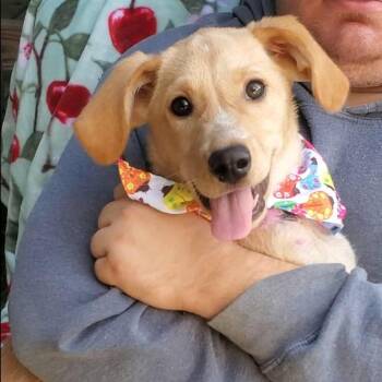Rescue Golden Retriever and Australian Cattle Dog Blue Heeler Dogs for Adoption in Woolwich, Maine - Kala | PetCurious