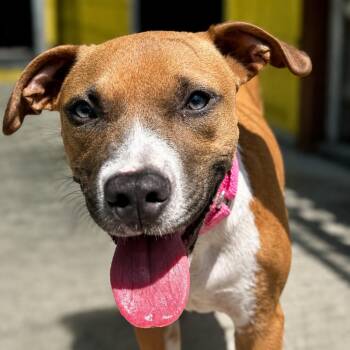 Terri -  Mixed Breed Dog for Adoption in Bradenton, Florida - Terri | PetCurious