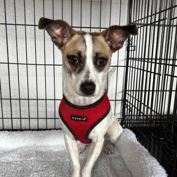 JJ -  Jack Russell Terrier Dog Available for Adoption - JJ | PetCurious