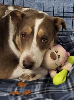 Rescue Australian Shepherd Dogs for Adoption in Phoenix, Arizona - Cutie | PetCurious