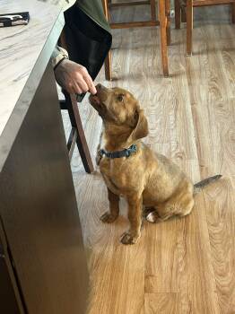 Labrador Retriever Dogs Available for Adoption in Grand Forks, North Dakota - Rusty | PetCurious