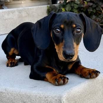 Winston -  Dachshund Dog for Adoption in Mead, Colorado - Winston | PetCurious