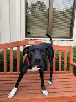 Rescue Black Labrador Retriever and Terrier Dogs for Adoption in Quincy, Illinois - Chase | PetCurious