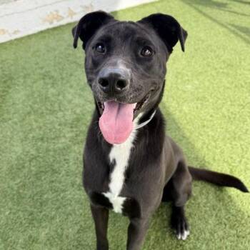 Roxy -  Labrador Retriever and Mixed Breed Dog for Adoption in Long Beach, California - Roxy | PetCurious