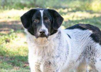 Rescue Border Collie and Great Pyrenees Dogs for Adoption in Camp Hill, Alabama - Hank | PetCurious