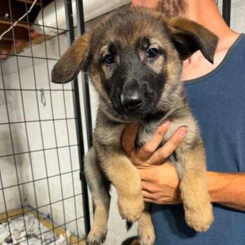 Marten -  Mixed Breed Dog for Adoption in Dekalb, Illinois - Marten | PetCurious