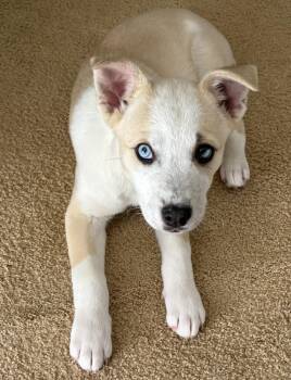 Husky and Siberian Husky Dogs Available for Adoption - Chili 2026-87 | PetCurious