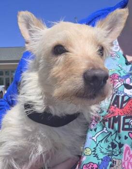 Rocky -  Terrier and Mixed Breed Dog for Adoption in Baraboo, Wisconsin - Rocky | PetCurious