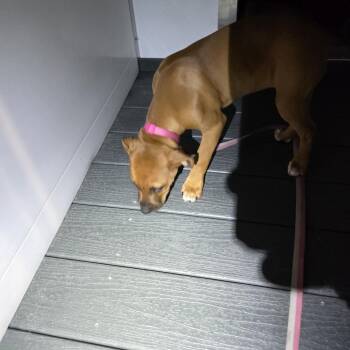 Azalea -  Mixed Breed Dog for Adoption in Greenville, South Carolina - Azalea | PetCurious