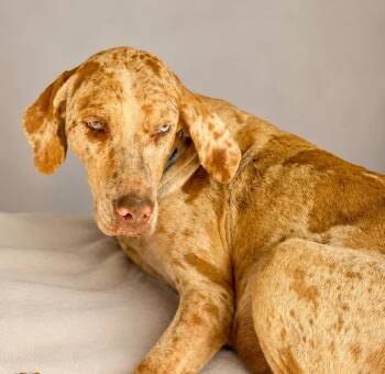 Ella -  Catahoula Leopard Dog Dog for Adoption in St. Augustine, Florida - Ella | PetCurious