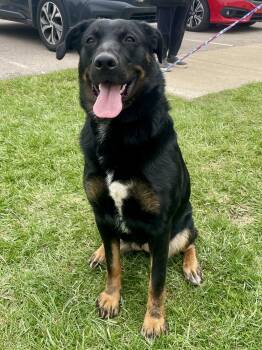 Beauceron Dogs Available for Adoption in Washington Court House, Ohio - Mystic | PetCurious