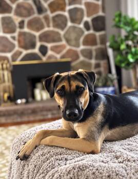 SAUL -  Mixed Breed Dog for Adoption in Ajax, Ontario - SAUL | PetCurious