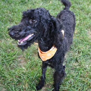 Dempsey -  Poodle Dog for Adoption in Beaumont, Texas - Dempsey | PetCurious