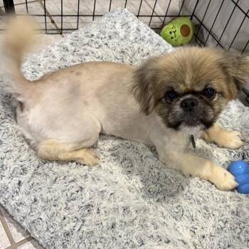 Paddington Street -  Pekingese and Mixed Breed Dog for Adoption in Fredericksburg, Virginia - Paddington Street | PetCurious