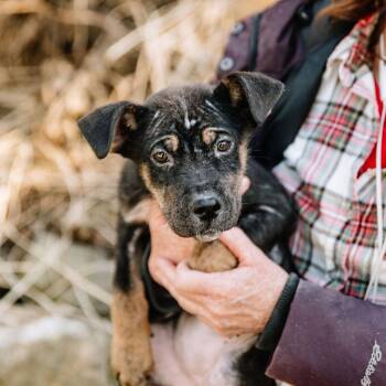 Mixed Breed Dogs Available for Adoption in Chester Springs, Pennsylvania - Pookie | PetCurious