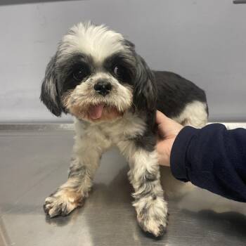 Bella -  Shih Tzu Dog for Adoption in Waldorf, Maryland - Bella | PetCurious