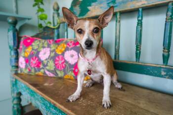 Rescue Chihuahua Dogs for Adoption in San Antonio, Texas - Brandy | PetCurious