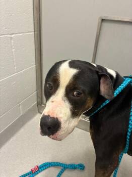 Zoey -  Mixed Breed Dog for Adoption in Rochester, New York - Zoey | PetCurious