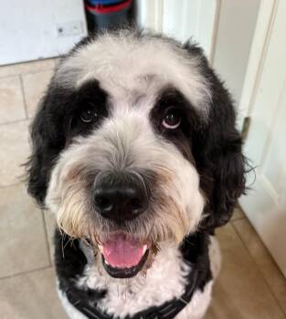 Mickey3 -  Saint Bernard and Poodle Dog for Adoption in Garland, Texas - Mickey3 | PetCurious