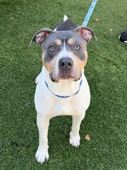 Hitachi -  Mixed Breed Dog for Adoption in Alexandria, Virginia - Hitachi | PetCurious